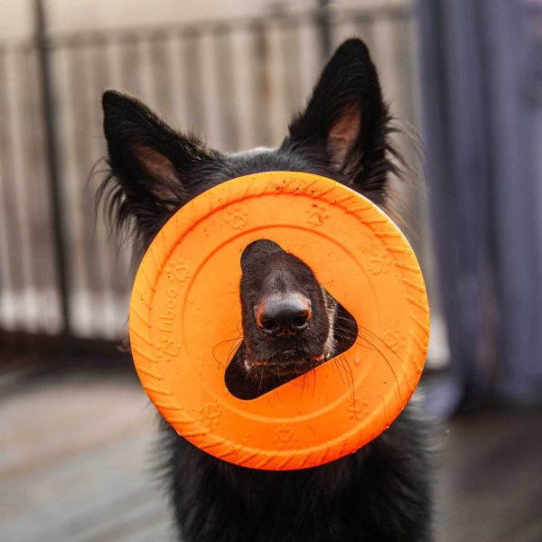 Fiboo frisboo hundfrisbee blå glada hundar