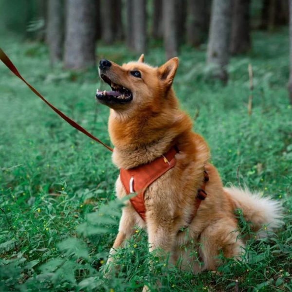 woolly wolf roam harness terracotta glada hundar