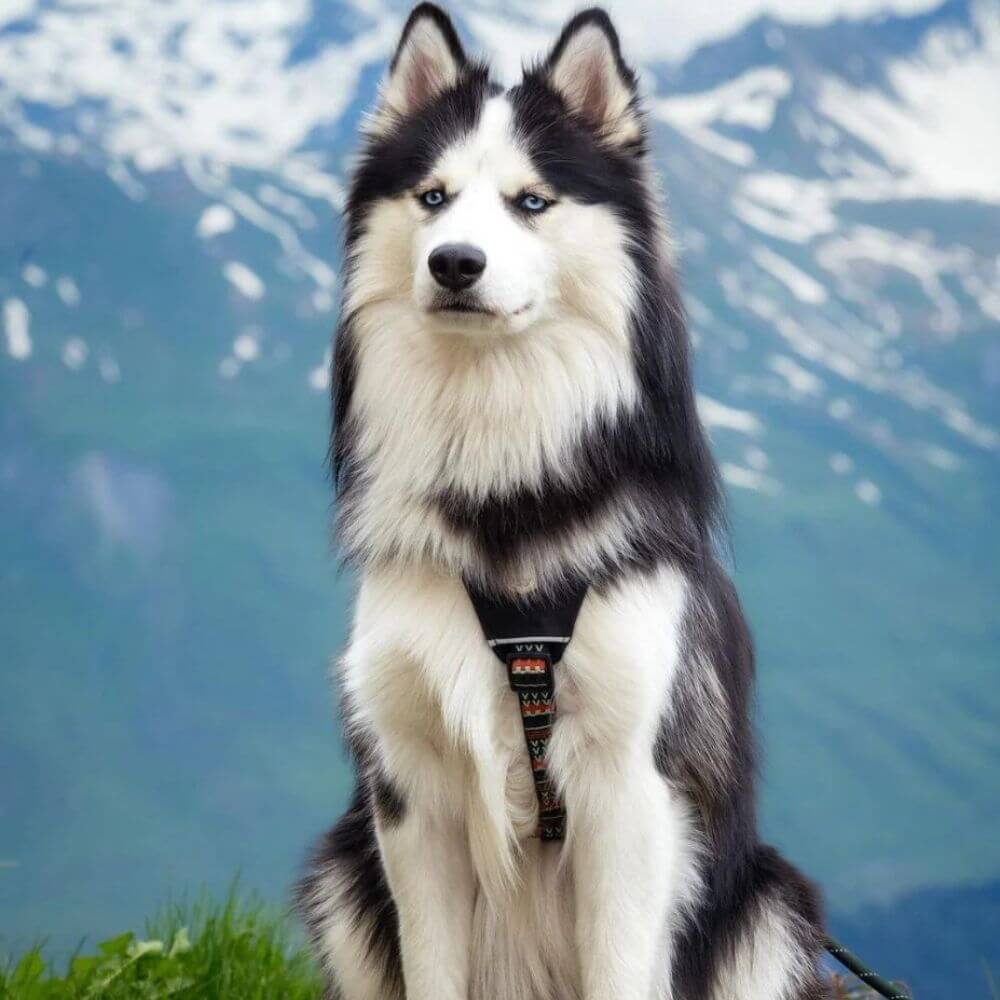 woolly wolf nordic sele woodland glada hundar