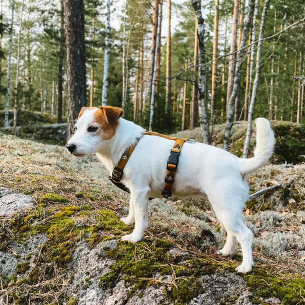 woolly wolf sea to summit sele glada hundar