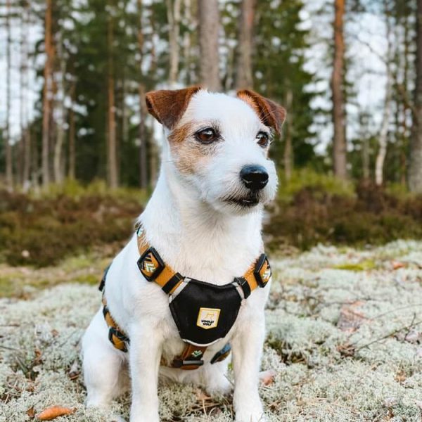 Woolly wolf nordic sele sea to summit glada hundar