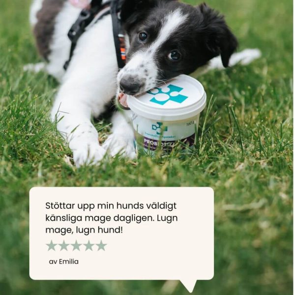 Svenska djurapoteket probiotika review glada hundar