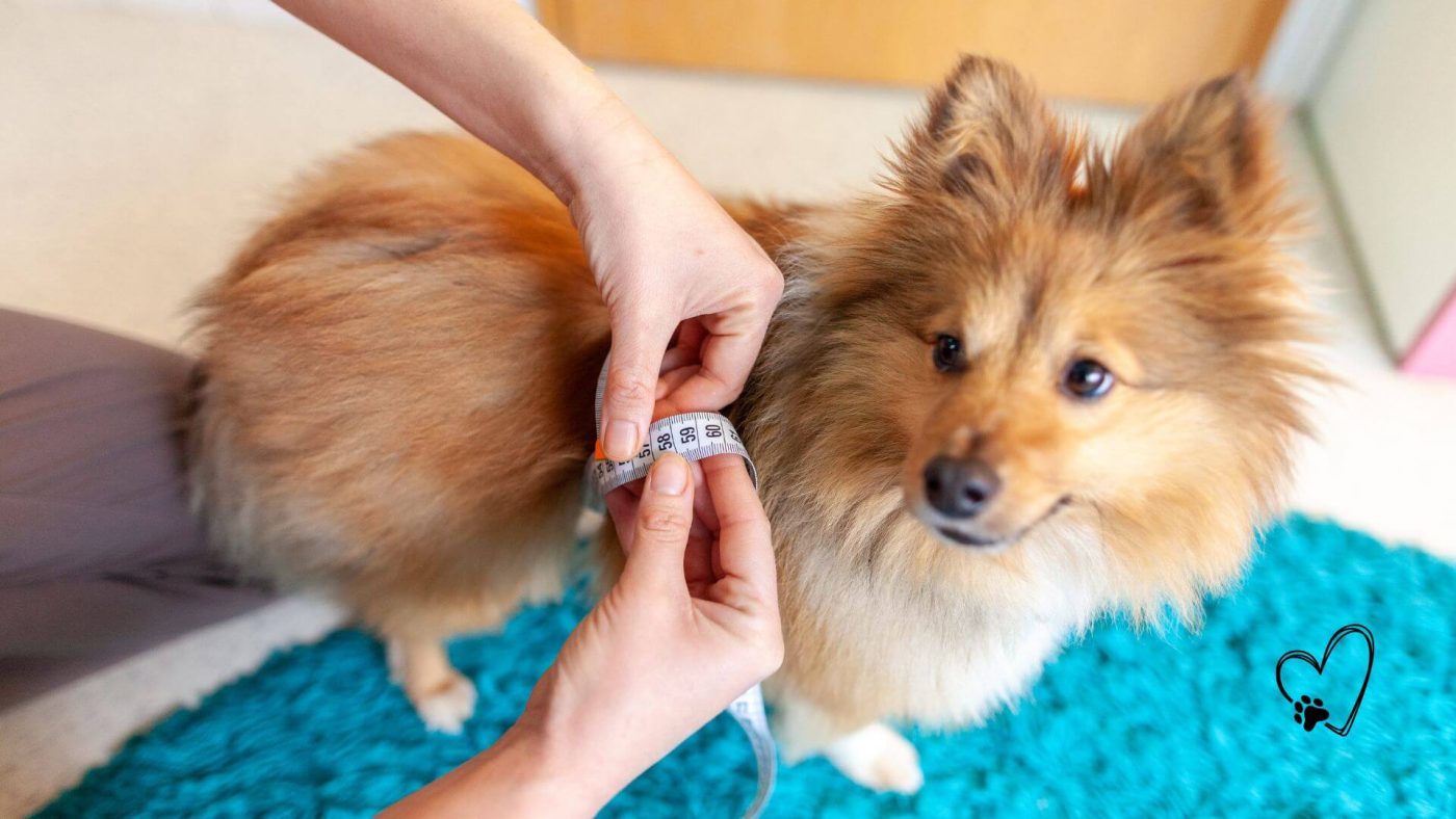 Så mäter du din hund glada hundar