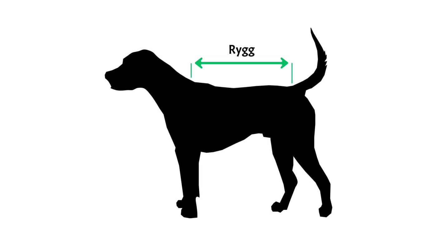 Så mäter du din hund rygg
