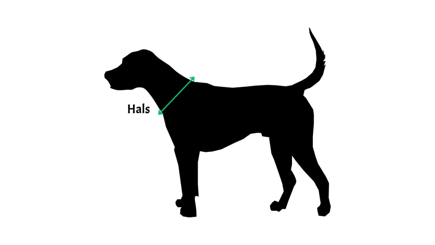 Så mäter du din hund hals