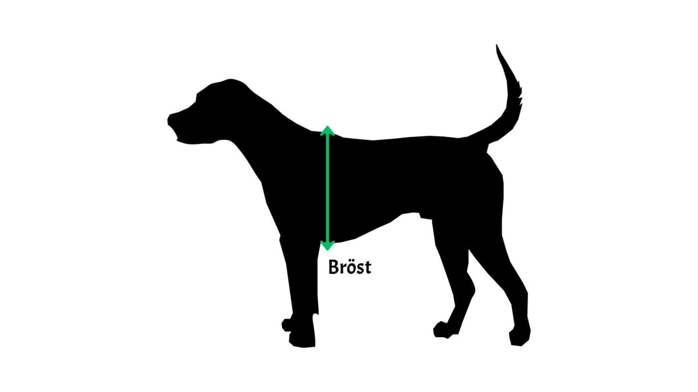 Så mäter du din hund bröst