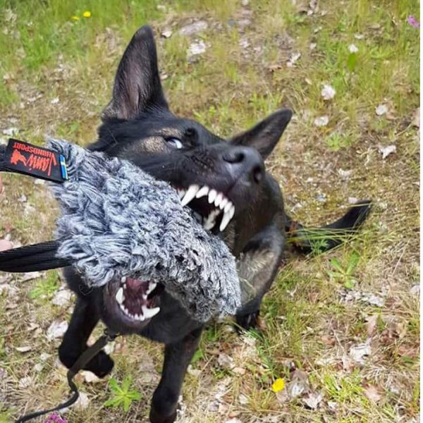 jami hundsport dutt med pip kampleksak glada hundar