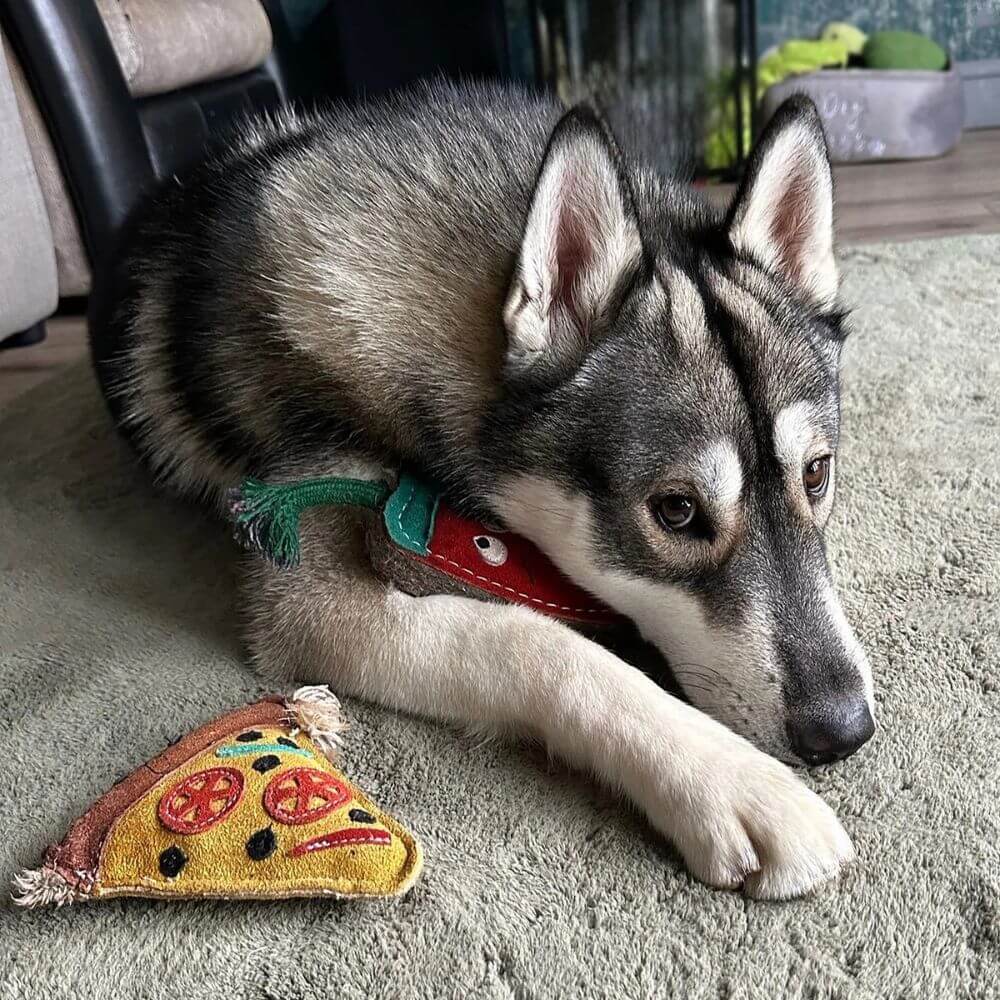 green and wilds pizza slice pepe hundleksak glada hundar