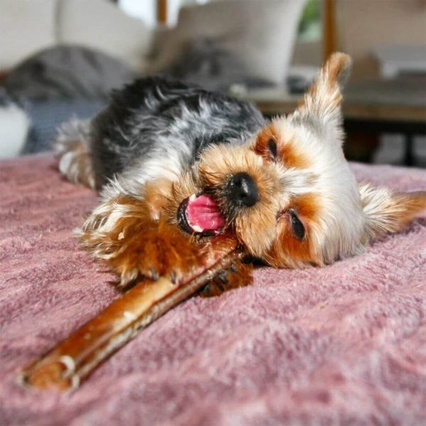 En hund äter på Tassafritt tjurmuskel