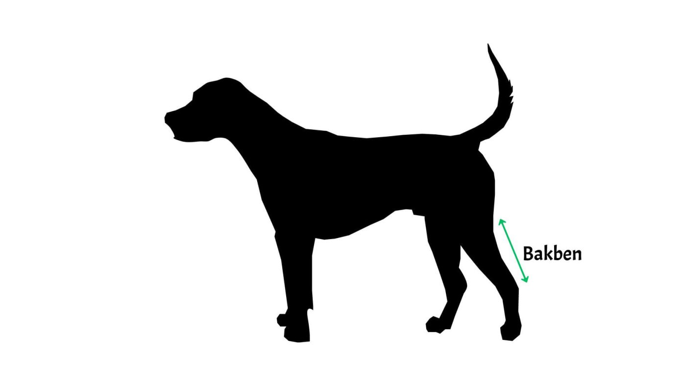 Så mäter du din hund bakben