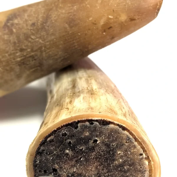 Närbild på emmzo svenska oxhorn till hund