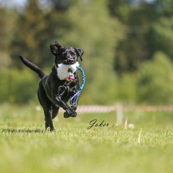 Jami hundsport joker glada hundar