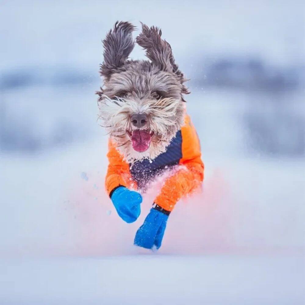 non stop long distance bootie hundskor glada hundar