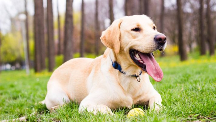 Labrador retriver glada hundar
