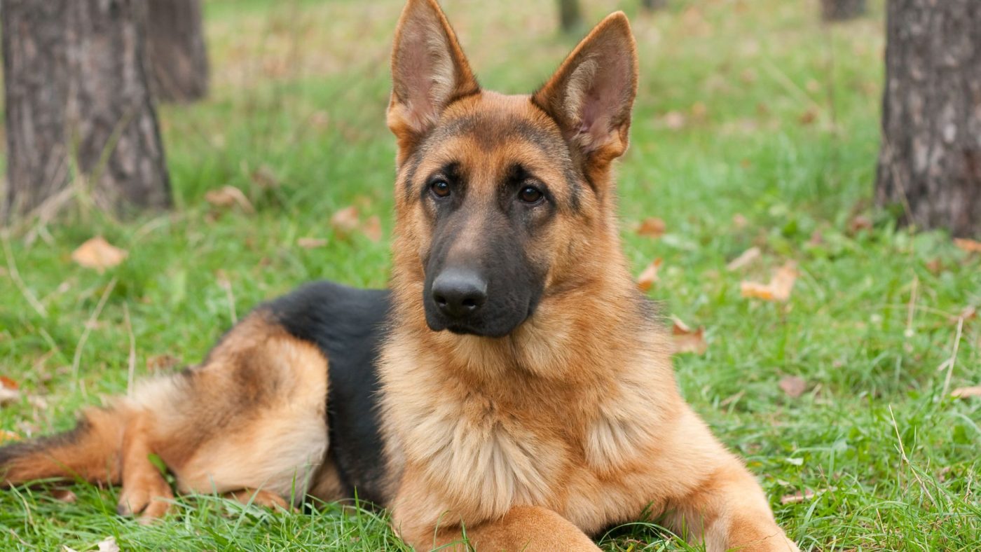 Shäfer german shepard dog glada hundar