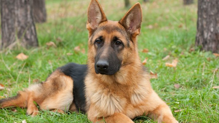Shäfer german shepard dog glada hundar