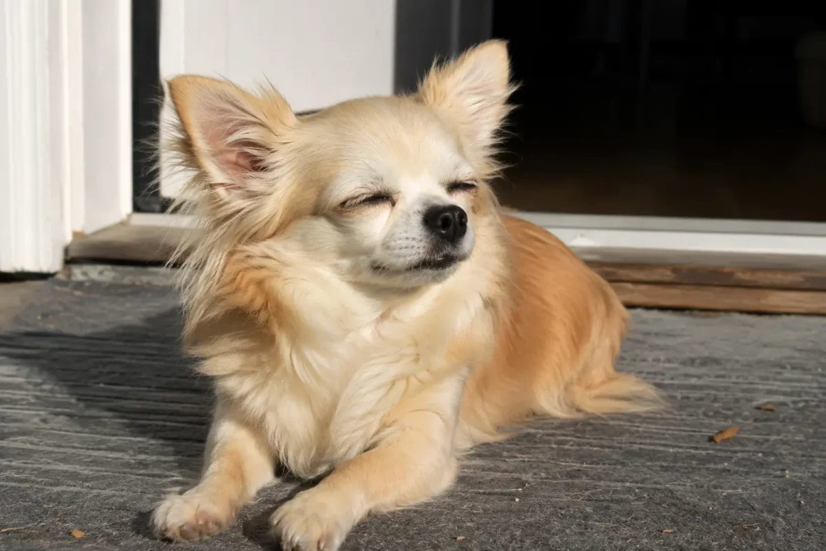 Långhårig Chihuahua